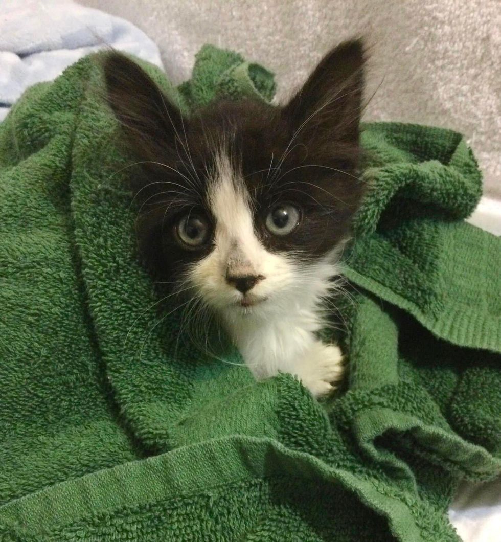 kitten in towel