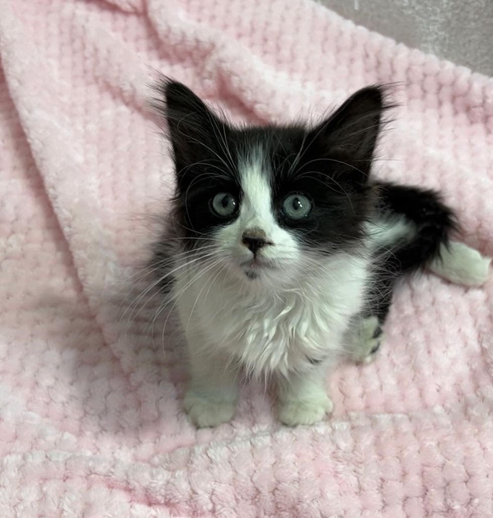 black and white kitten