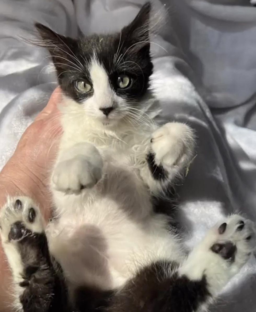 kitten paws