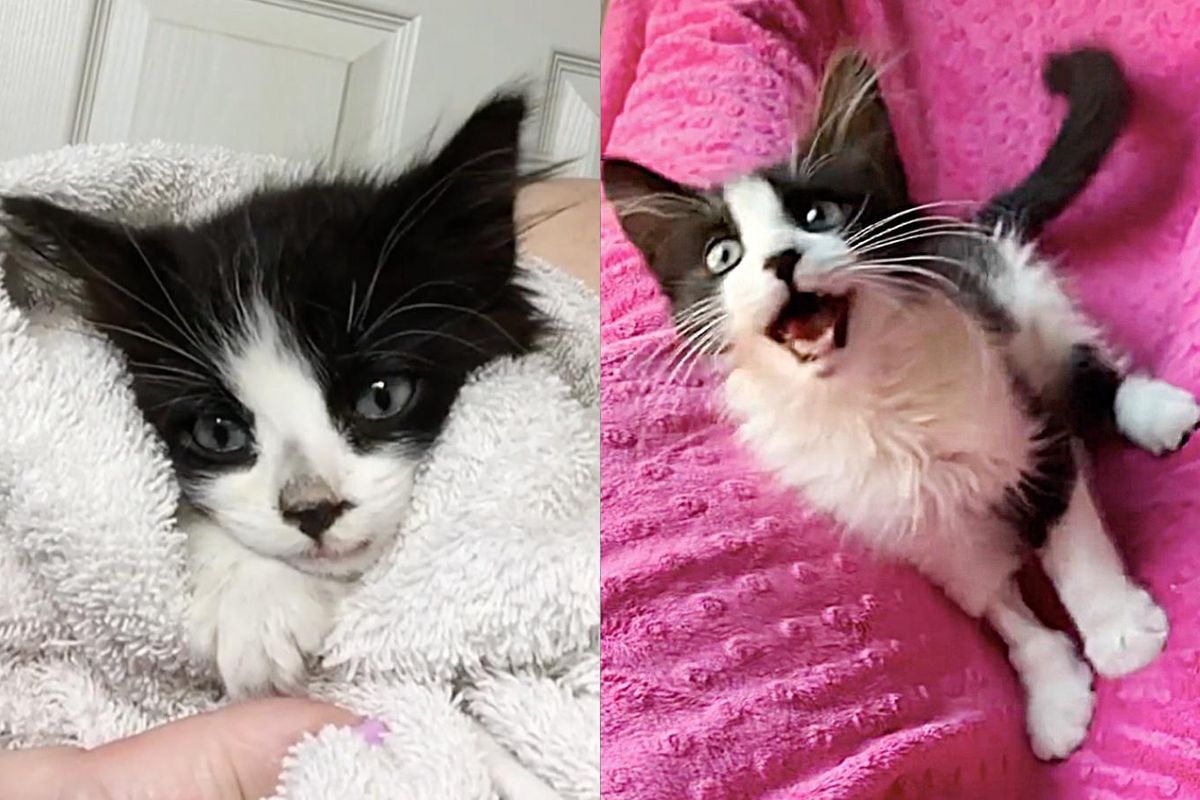 Kitten Found Crawling Across Busy Road Gets to Run and Jump Again, He Can't Stop Purring