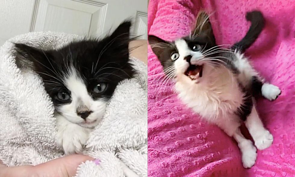 Tiny Kitten Spotted Outside Abandoned Shows So Much Strength, Now Has a Cat  to Watch Her Grow - Love Meow