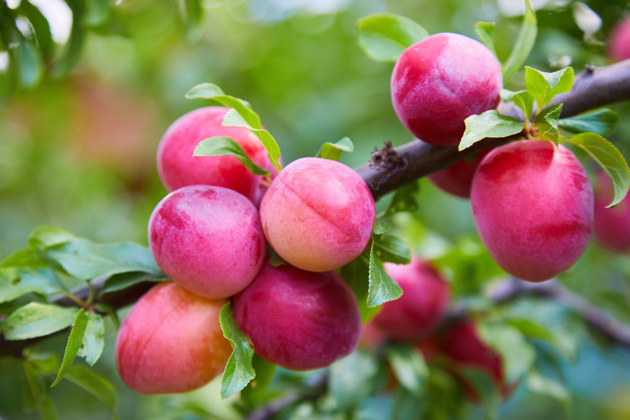 Prugne: il mix energetico ideale in estate