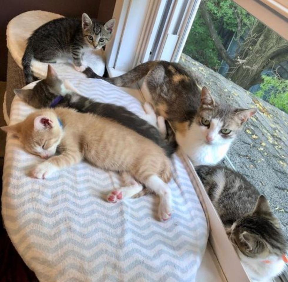 kittens cat window watching