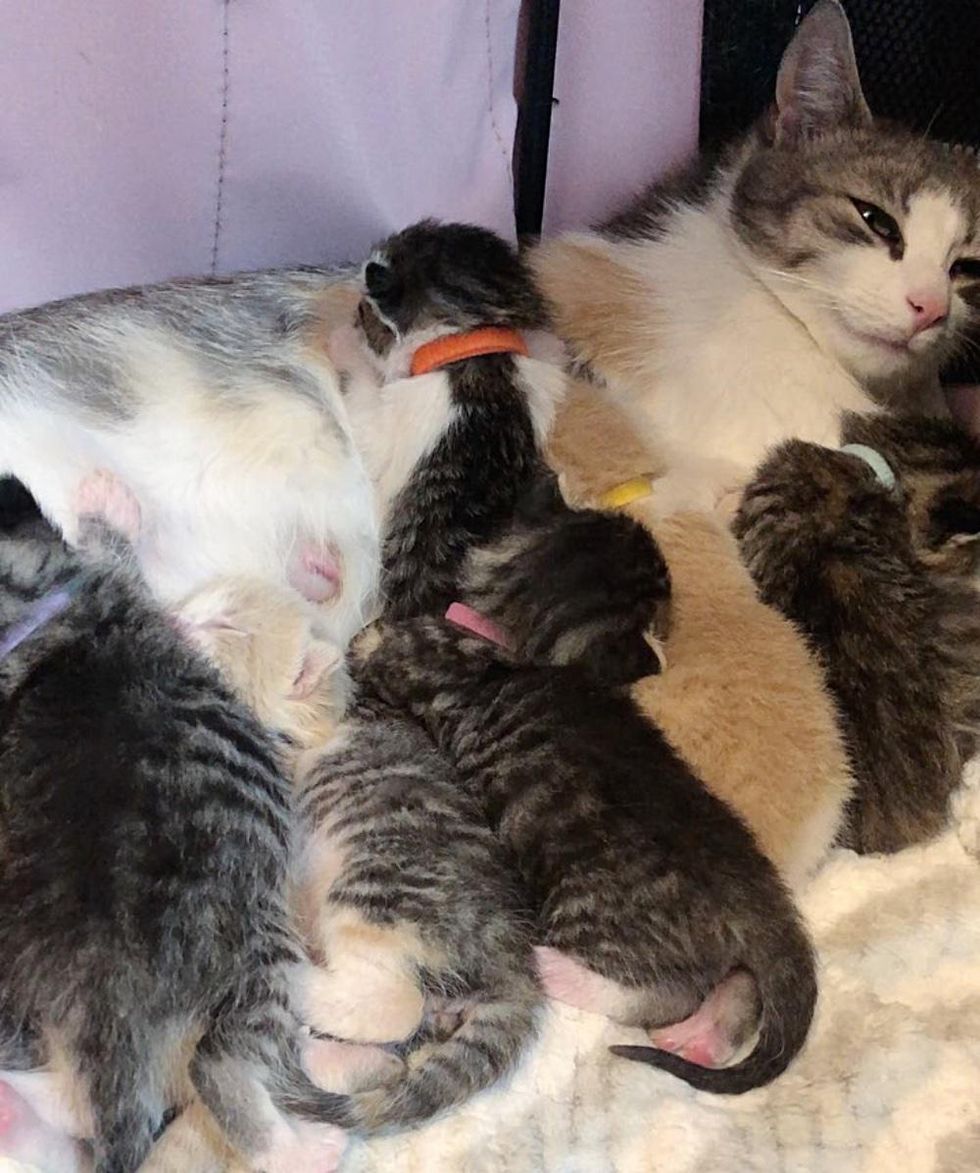 nursing kittens cat