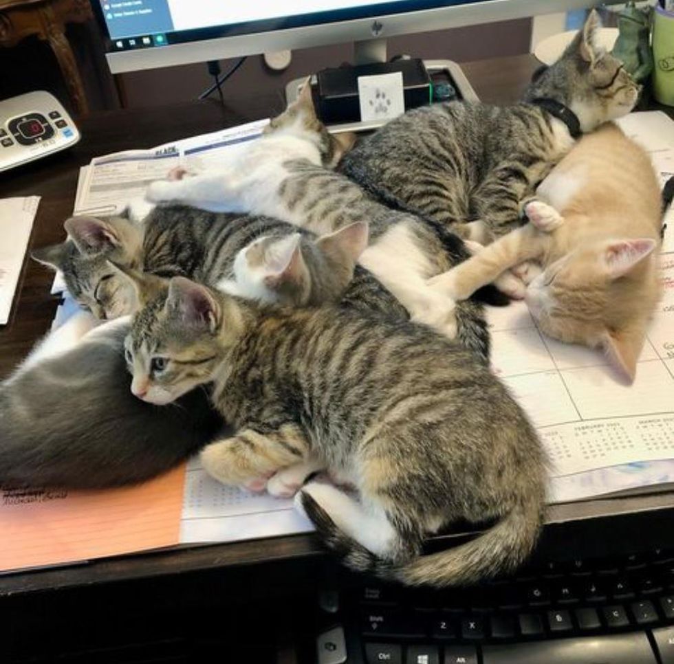 kittens napping, cuddle puddle kittens