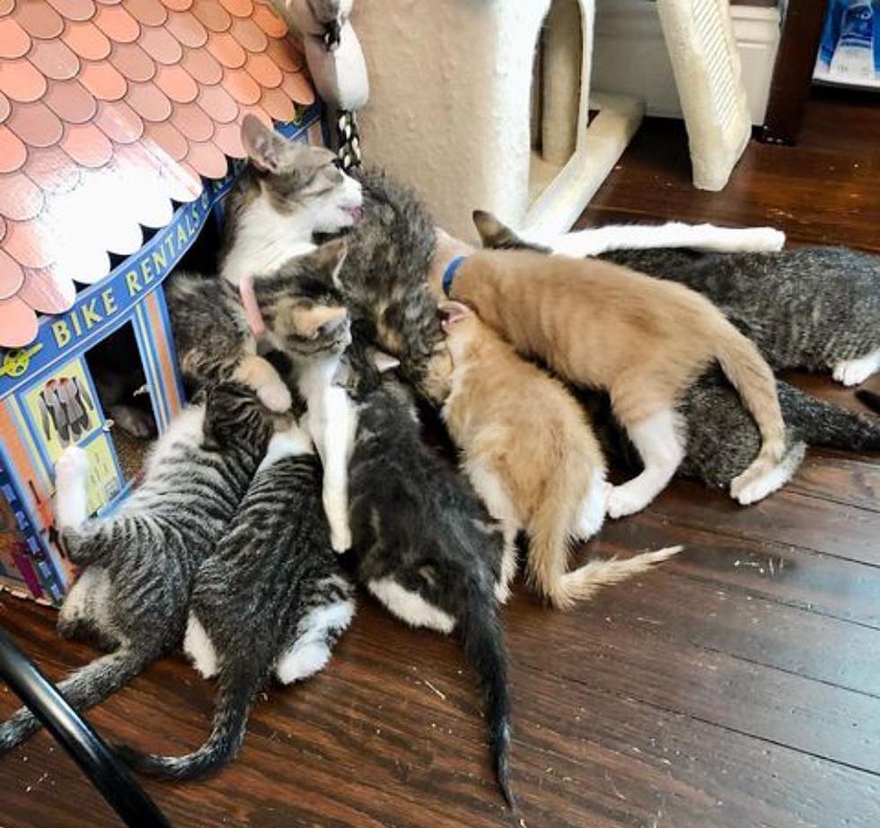 busy cat mom, nursing kittens