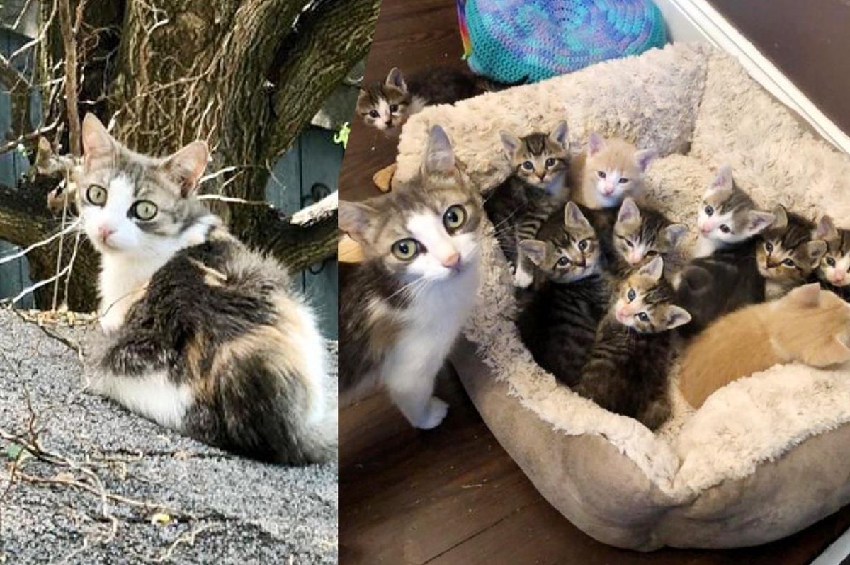 Cat Found Outside as a Stray Decides to Look After 10 Kittens, Some of Which Are Not Her Own