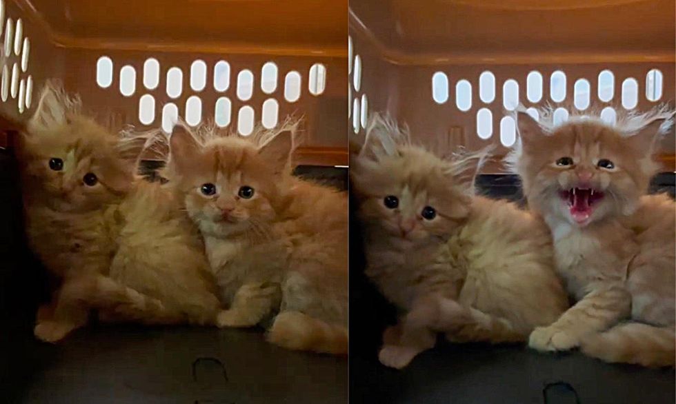 shy orange kittens