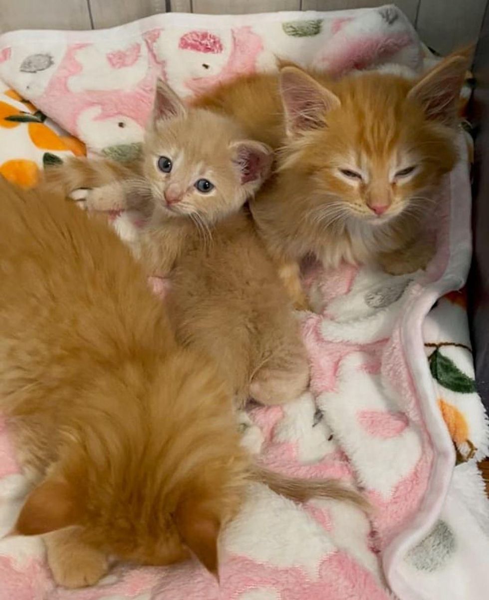orange kittens snuggling