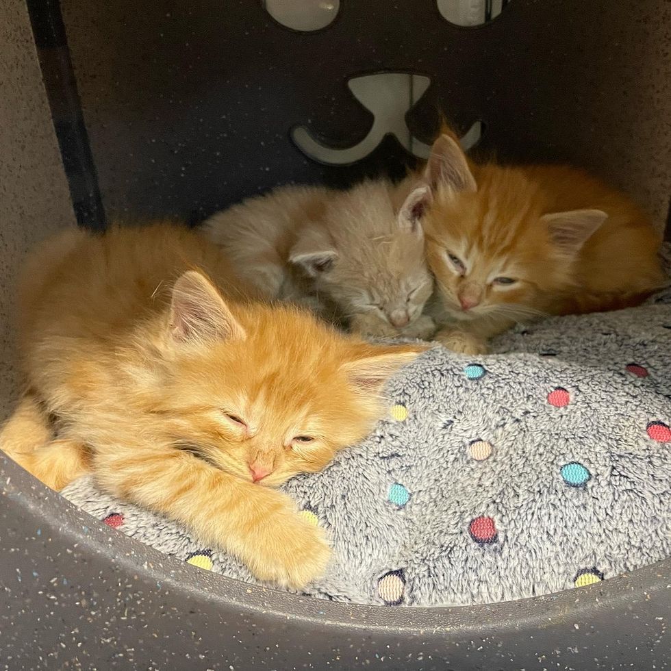 nap time kittens