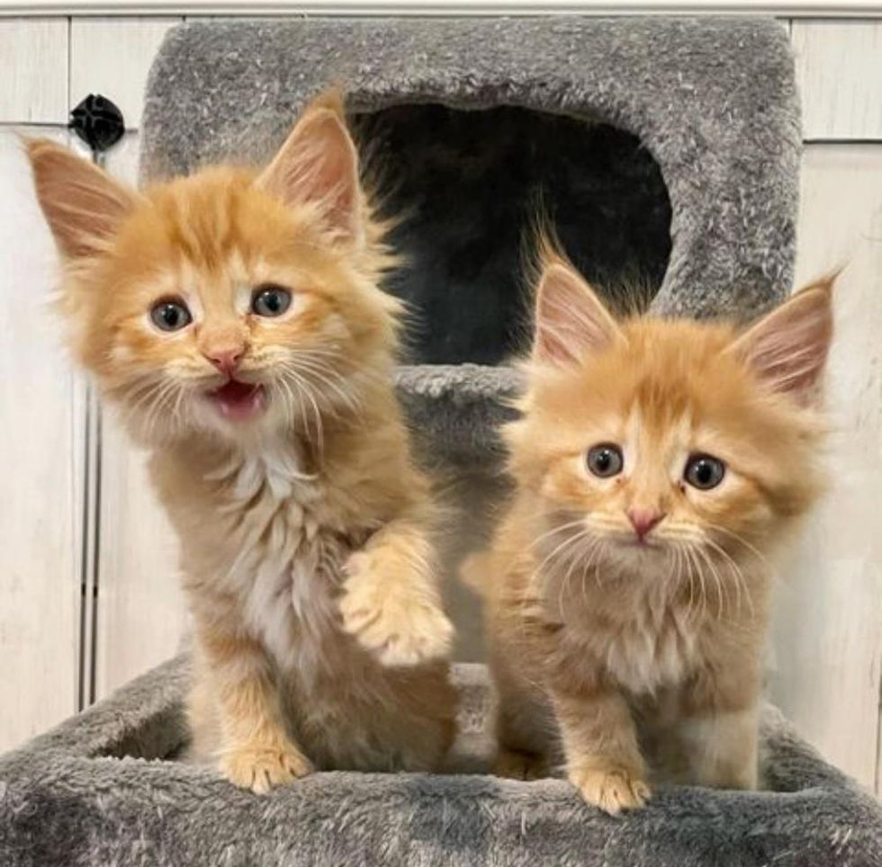 fluffy orange kittens