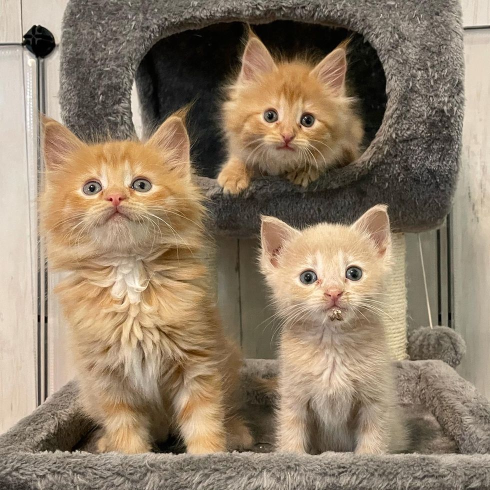 fluffy kitten siblings