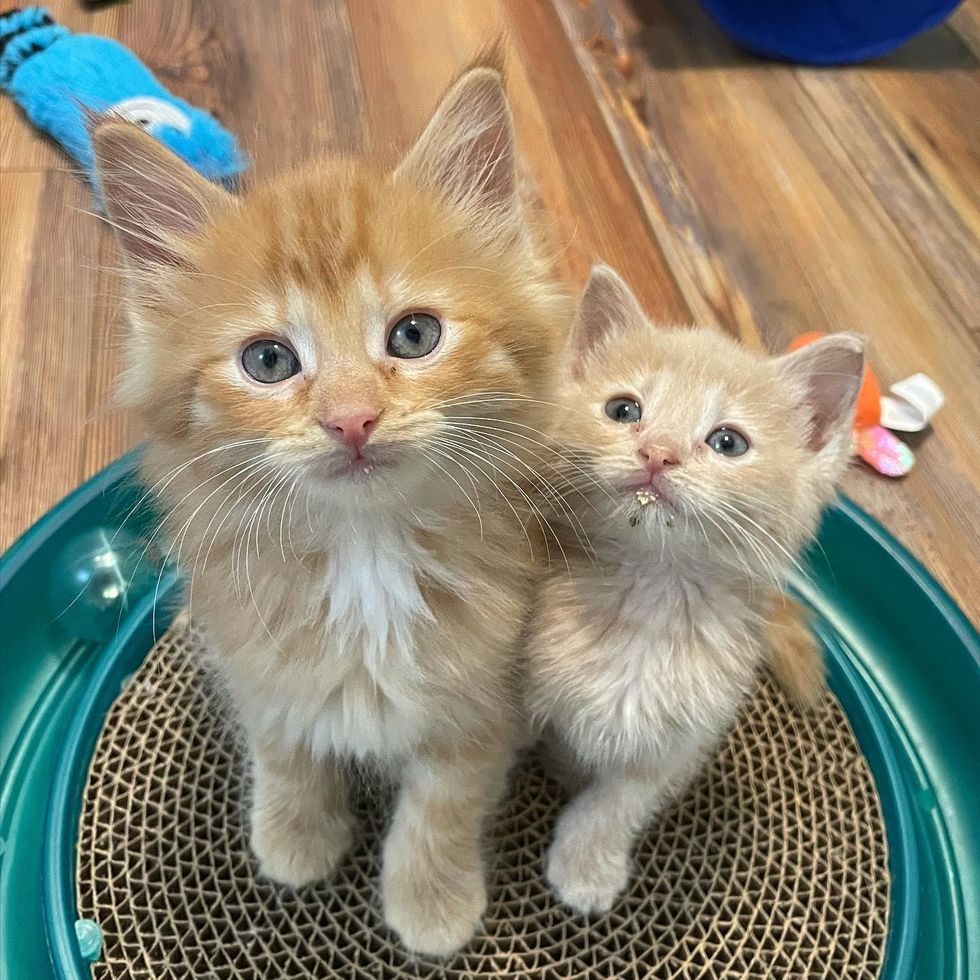 kitten siblings