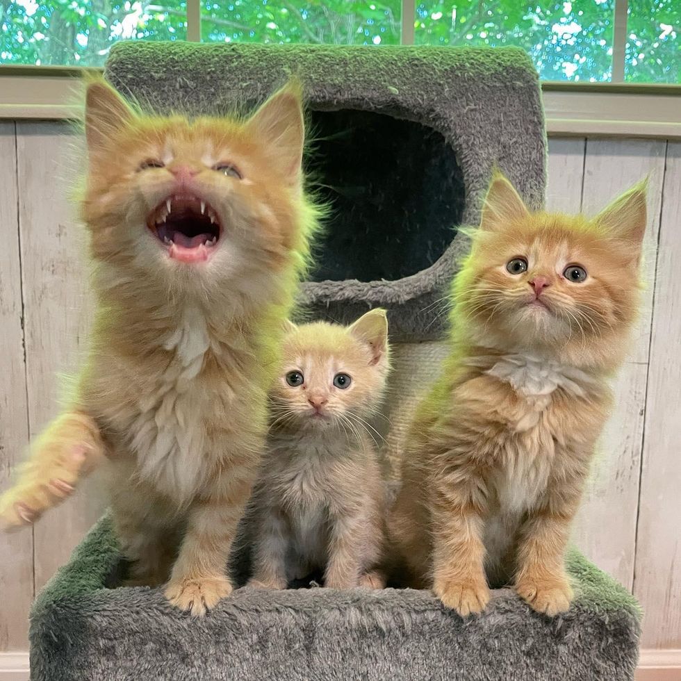 three happy kittens
