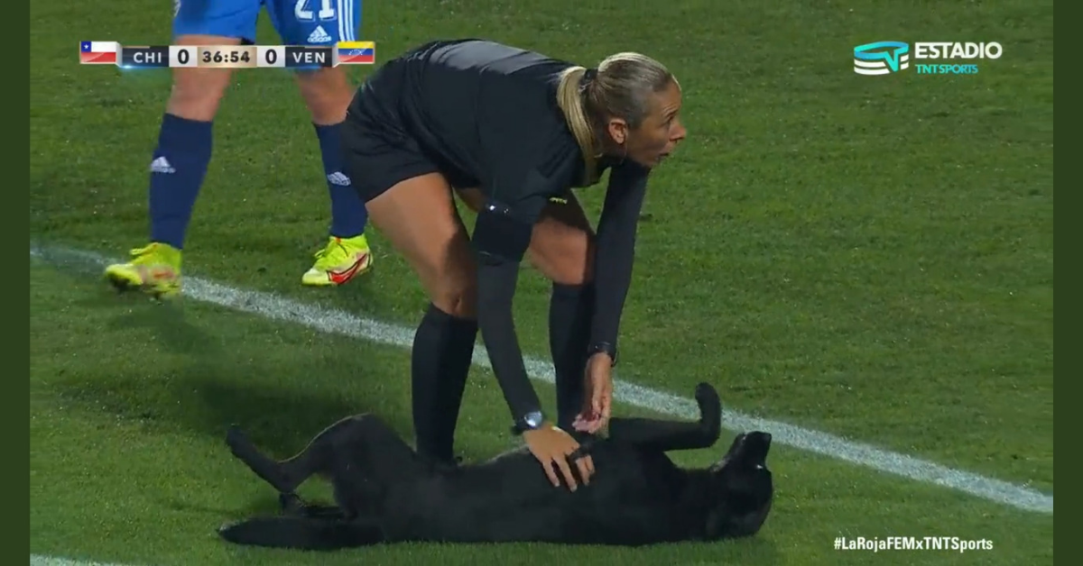 Adorable Dog Storms International Soccer Match To Demand Belly Rubs—And Has To Be Carried Off
