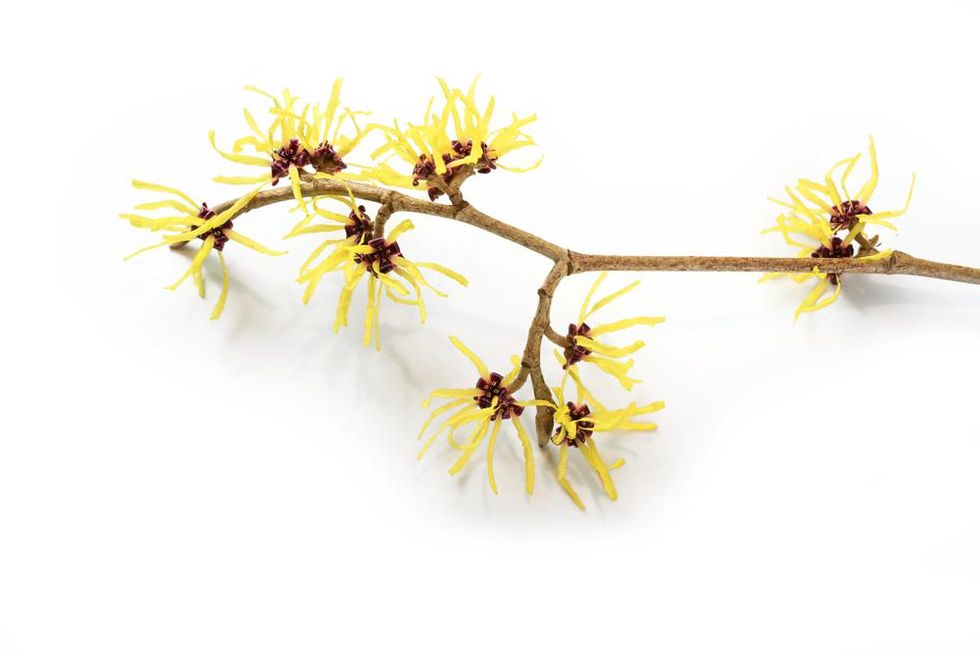 Branch of witch hazel on white background