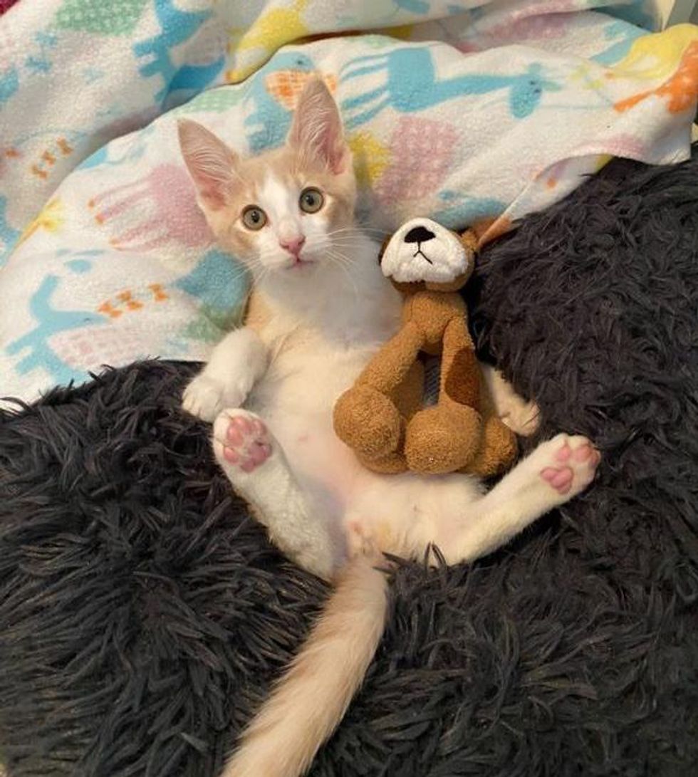 kitten cuddles toy