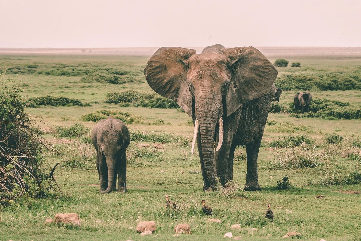 rescue; elephant rescue;