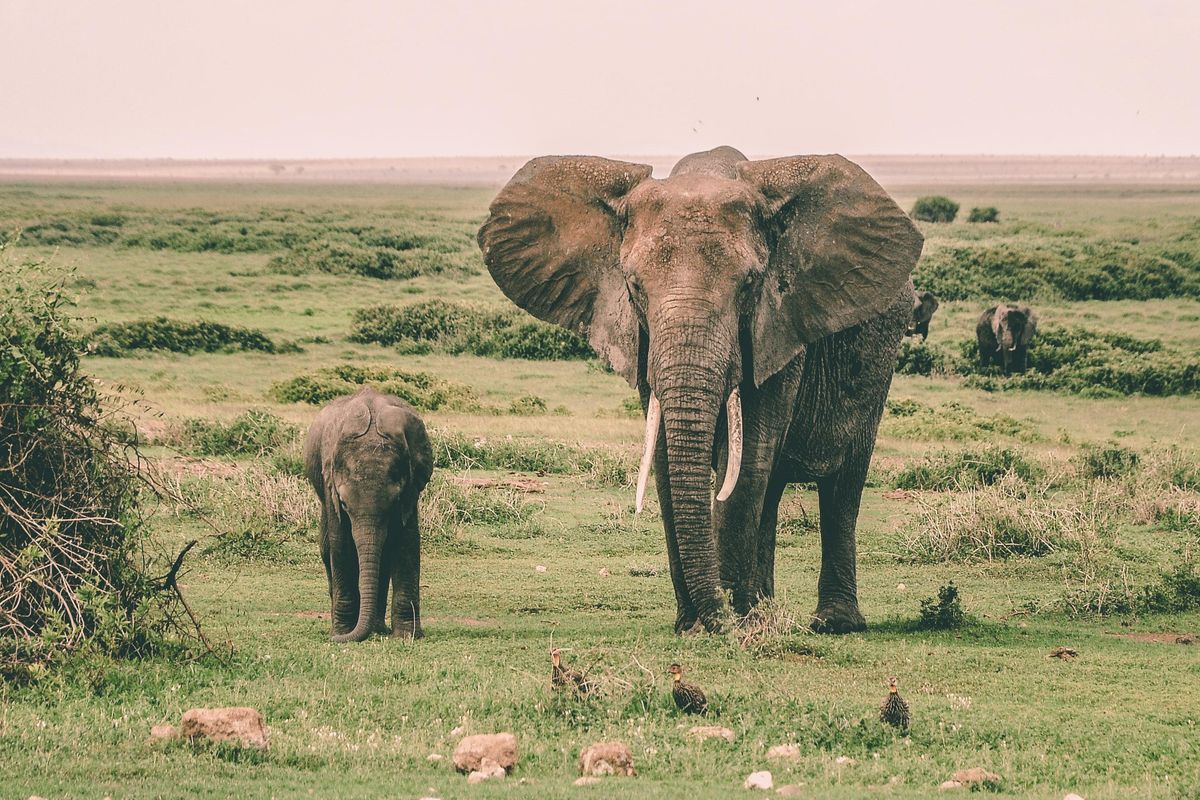 rescue; elephant rescue;