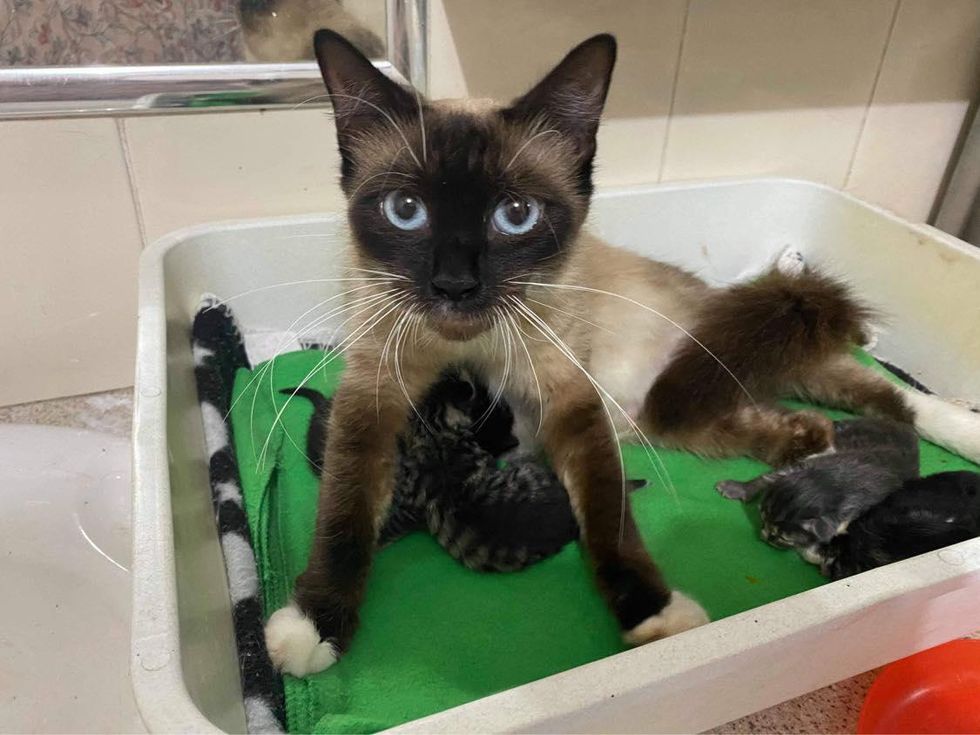 cat nursing kittens