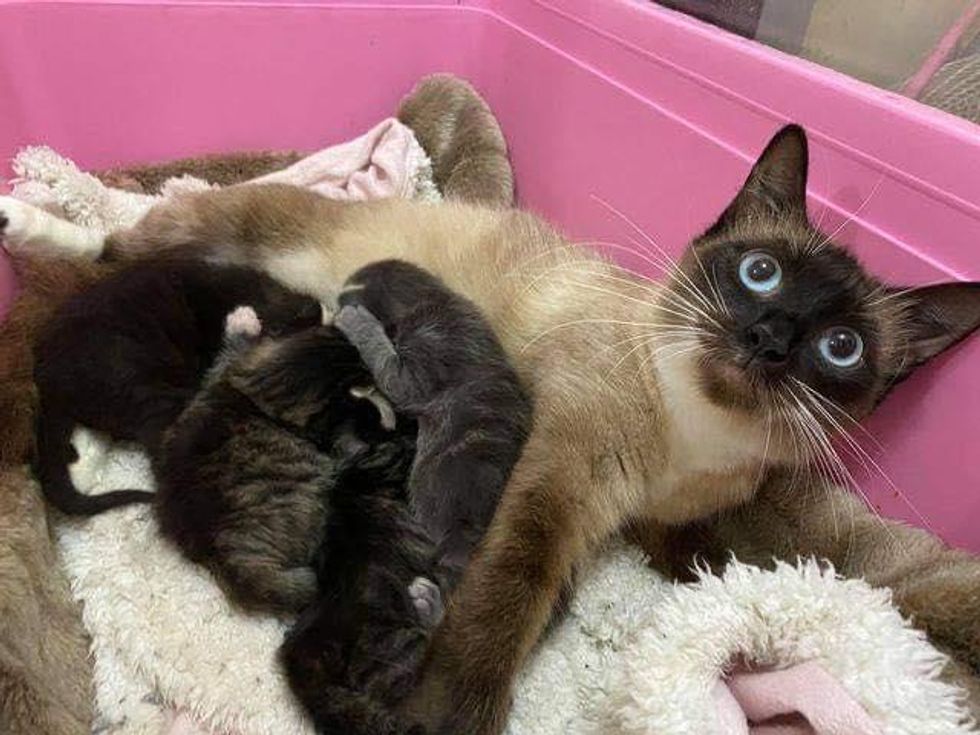 cat nursing kittens