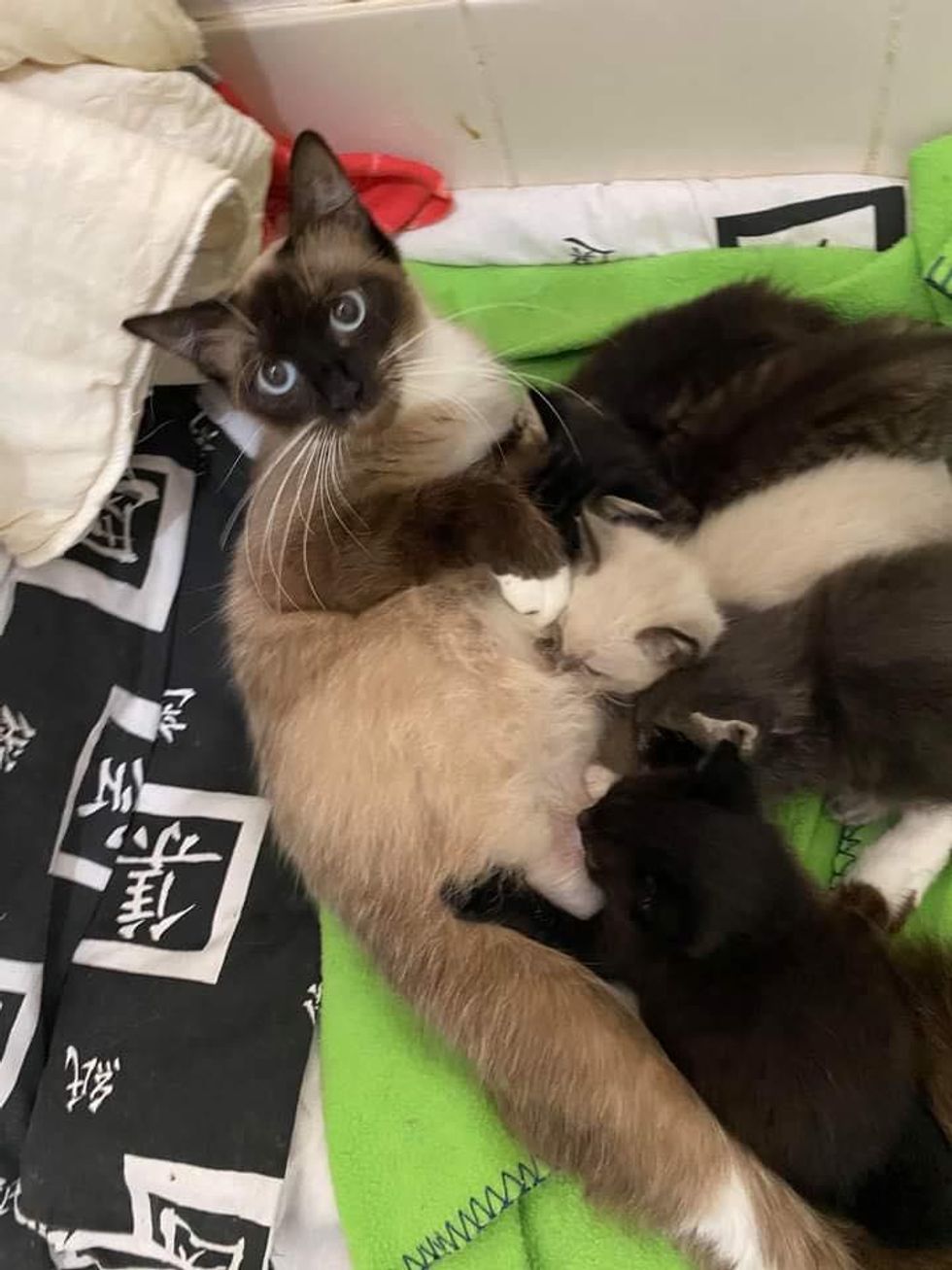 cat nursing kittens