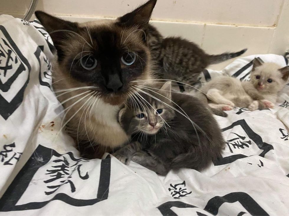 protective cat mom kittens