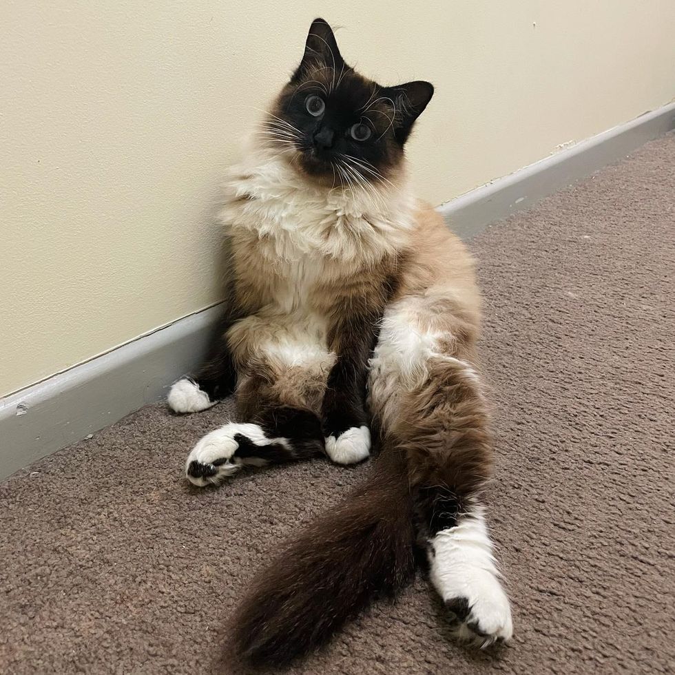 fluffy sitting cat