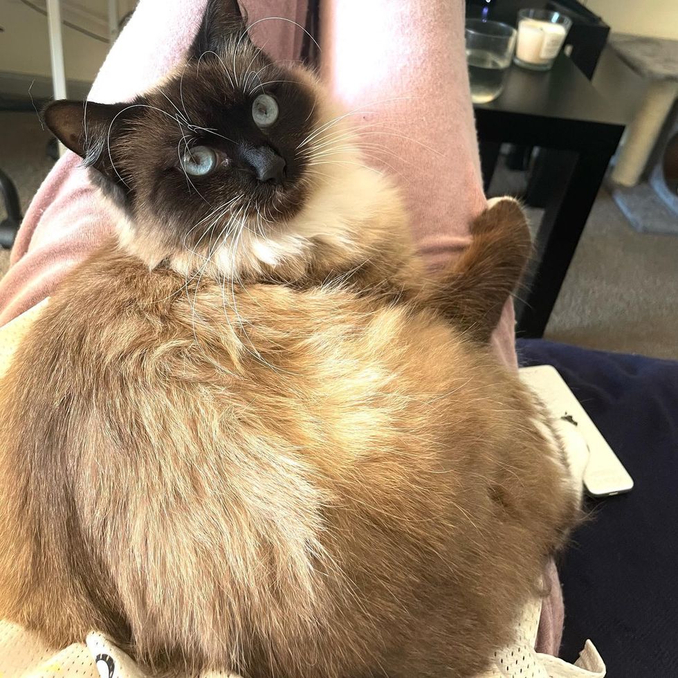 fluffy lap cat