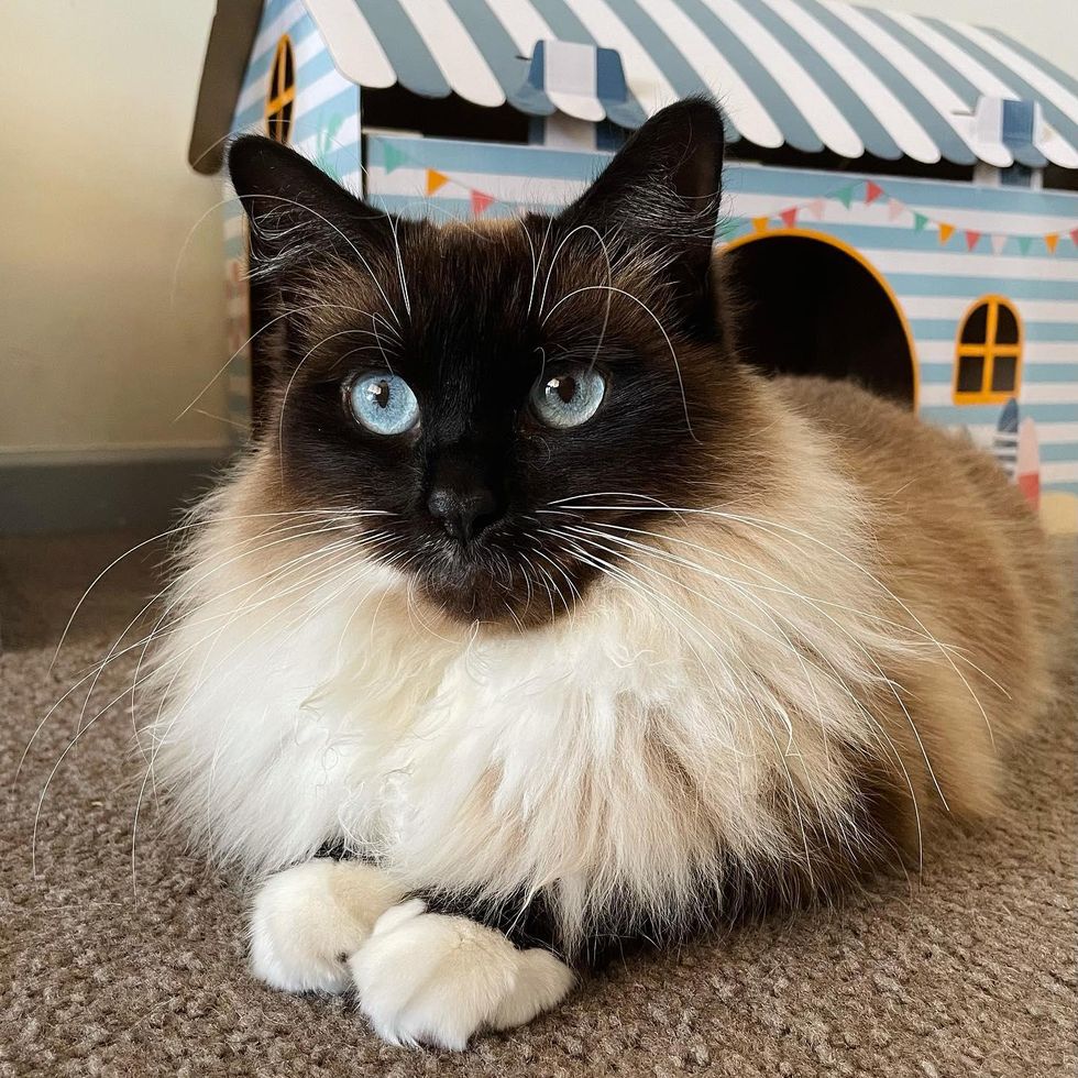 fluffy happy cat