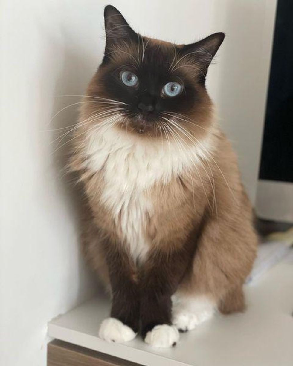 beautiful fluffy siamese cat