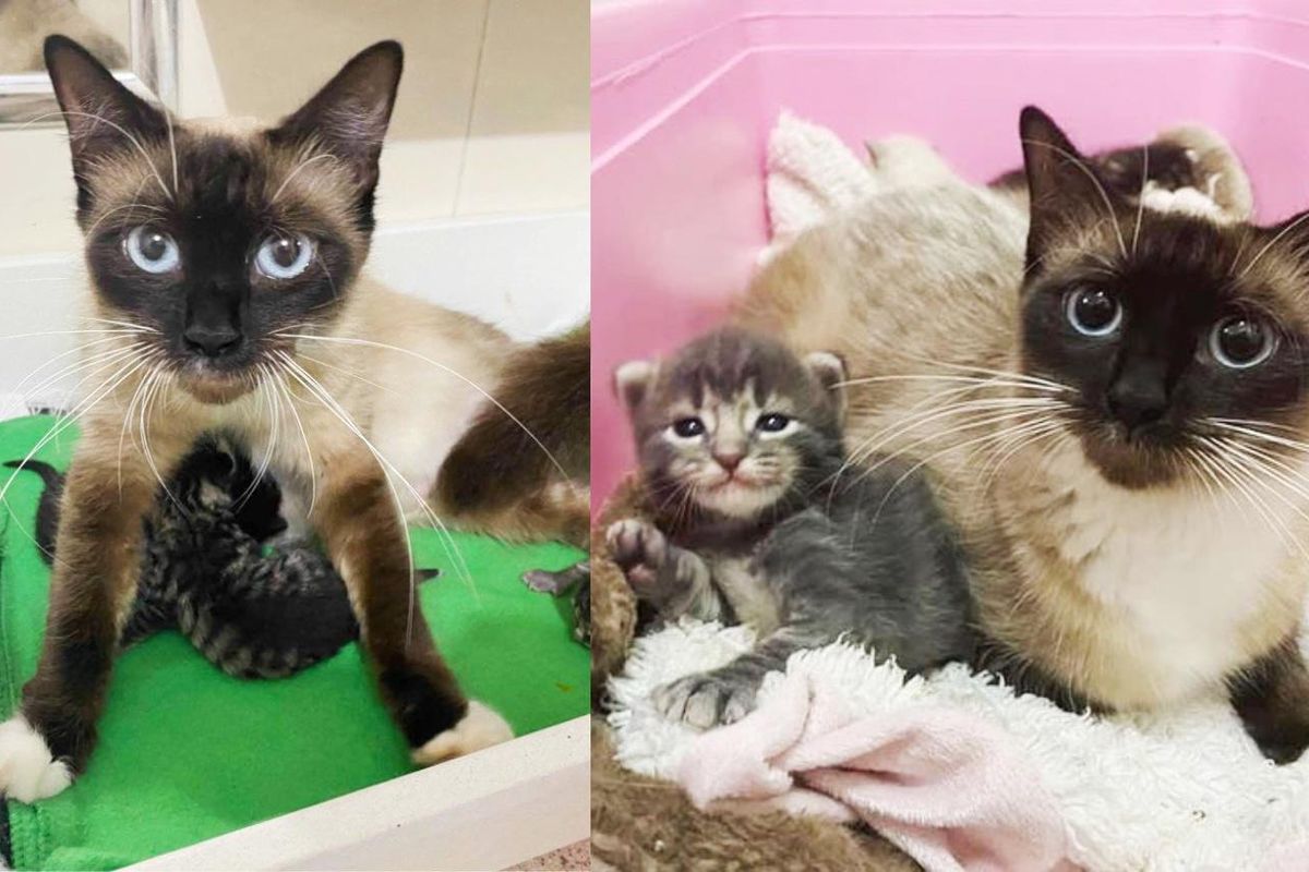 Cat Comes Out of Her Shell Knowing Her Kittens are in Great Hands, She Turns into Fluffy Big Hugger