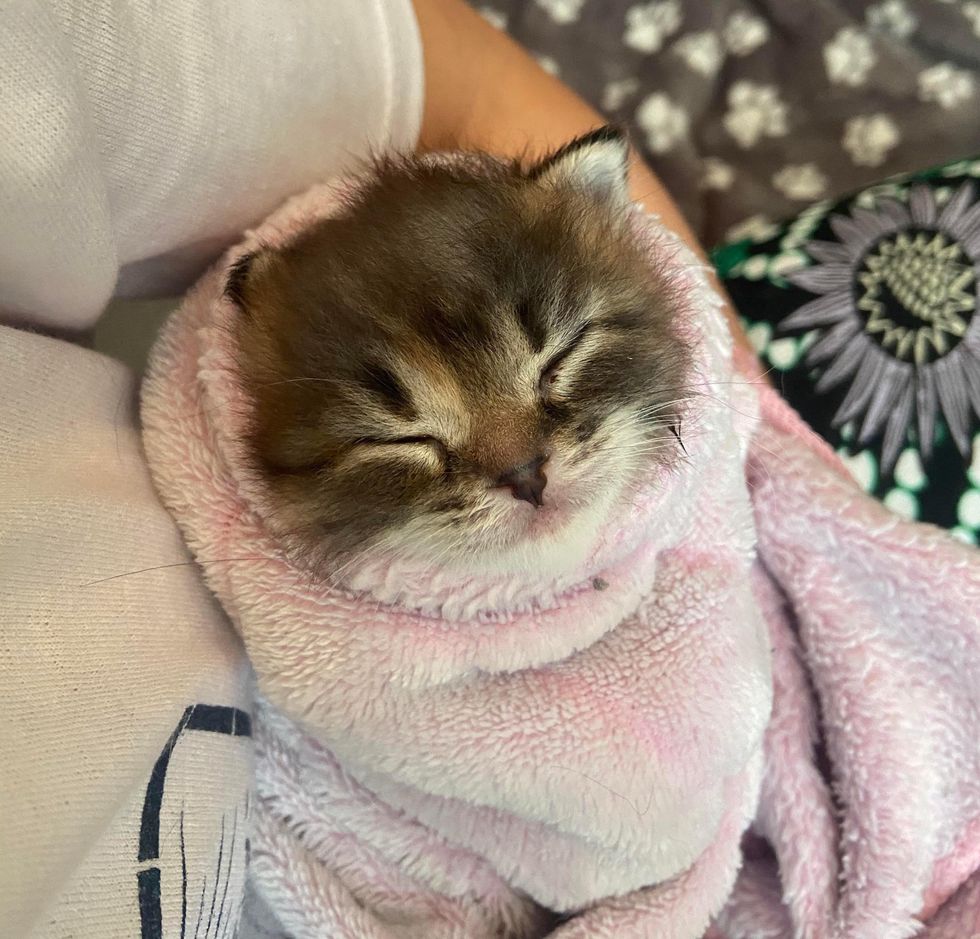 purrito kitten