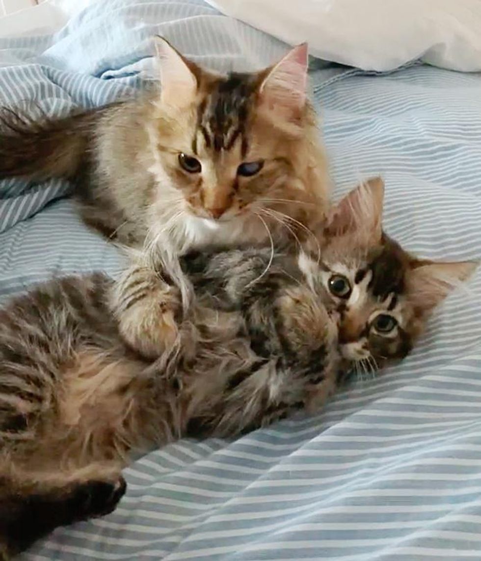 cuddly cats