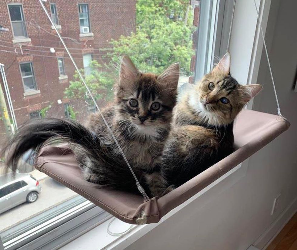 kitten cat window watching