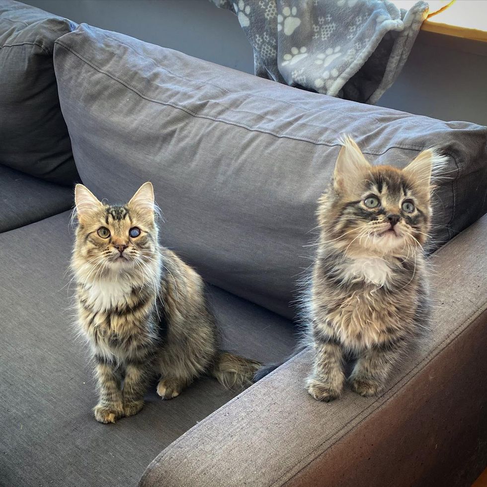 fluffy tabby cat kitten