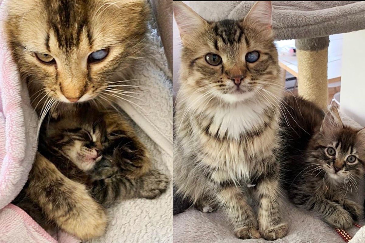 Cat with One Blind Eye Has Her Only Kitten Indoors Comfortably, and Hopes for Their Happily Ever After