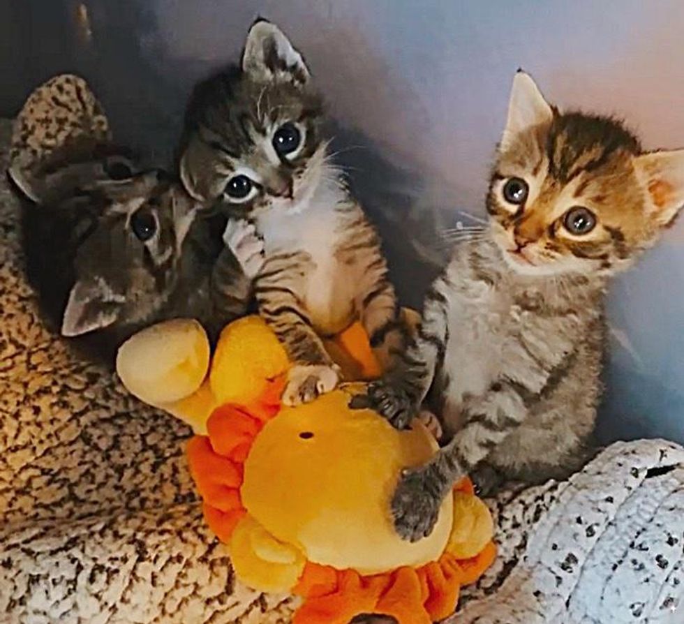 snuggly tabby kittens