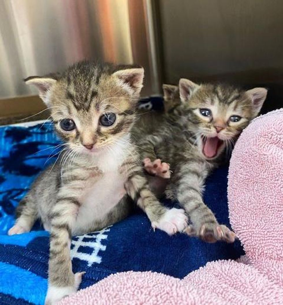 happy tabby kittens