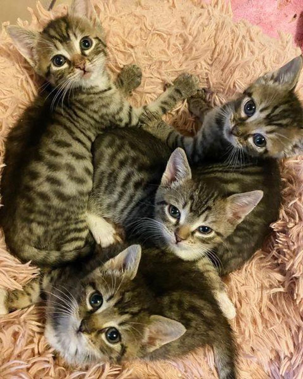 snuggly tabby kittens