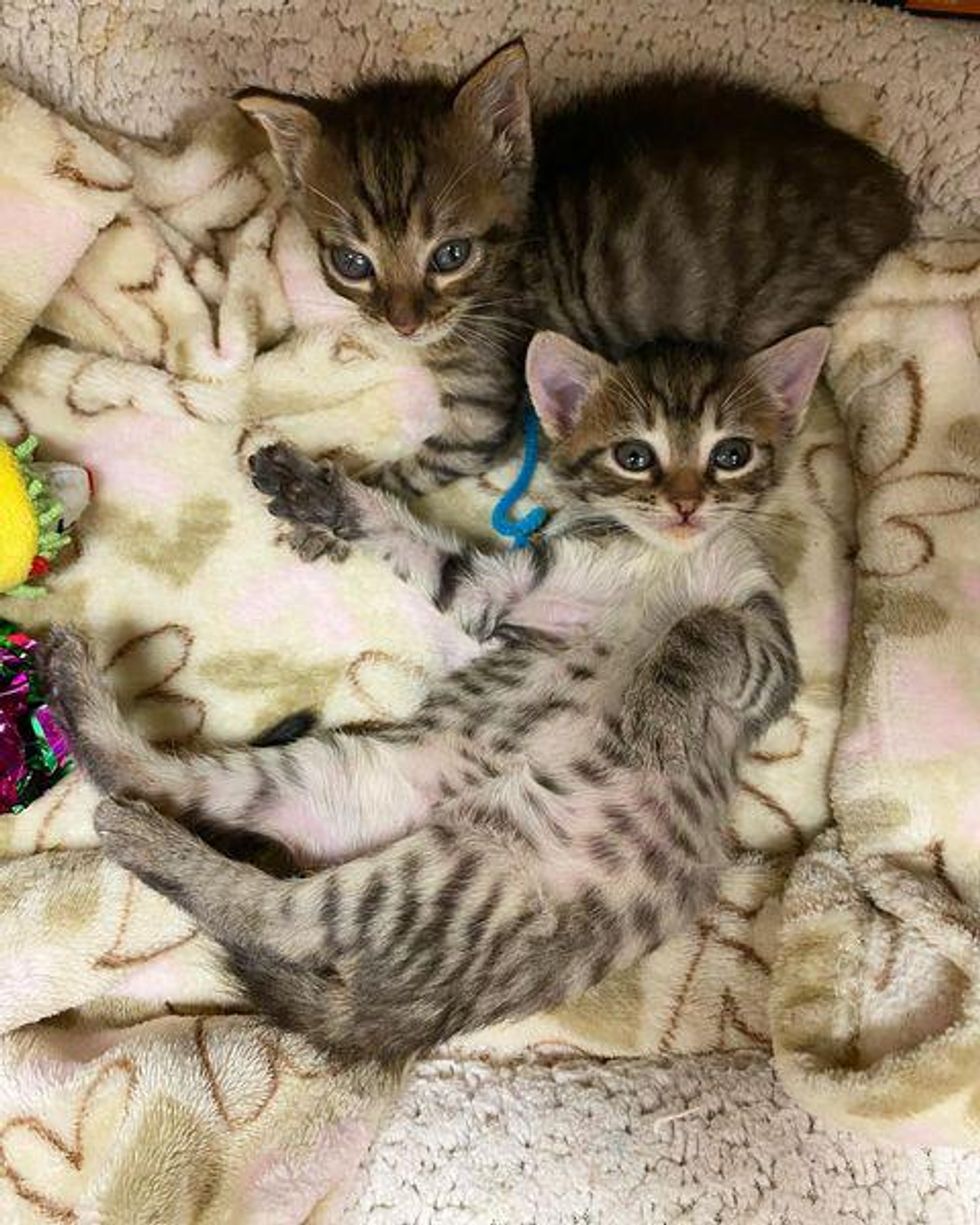 snuggly tabby kittens