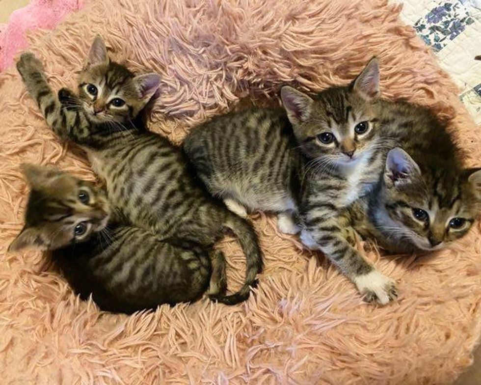 cuddle puddle tabby kittens