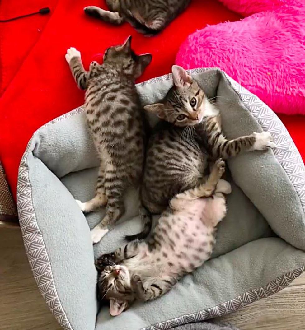 sleepy tabby kittens