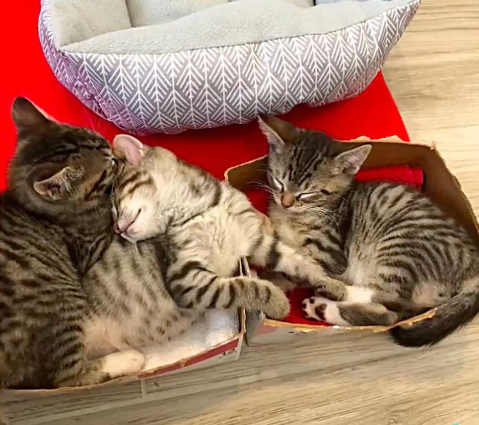 sleepy kittens tabbies
