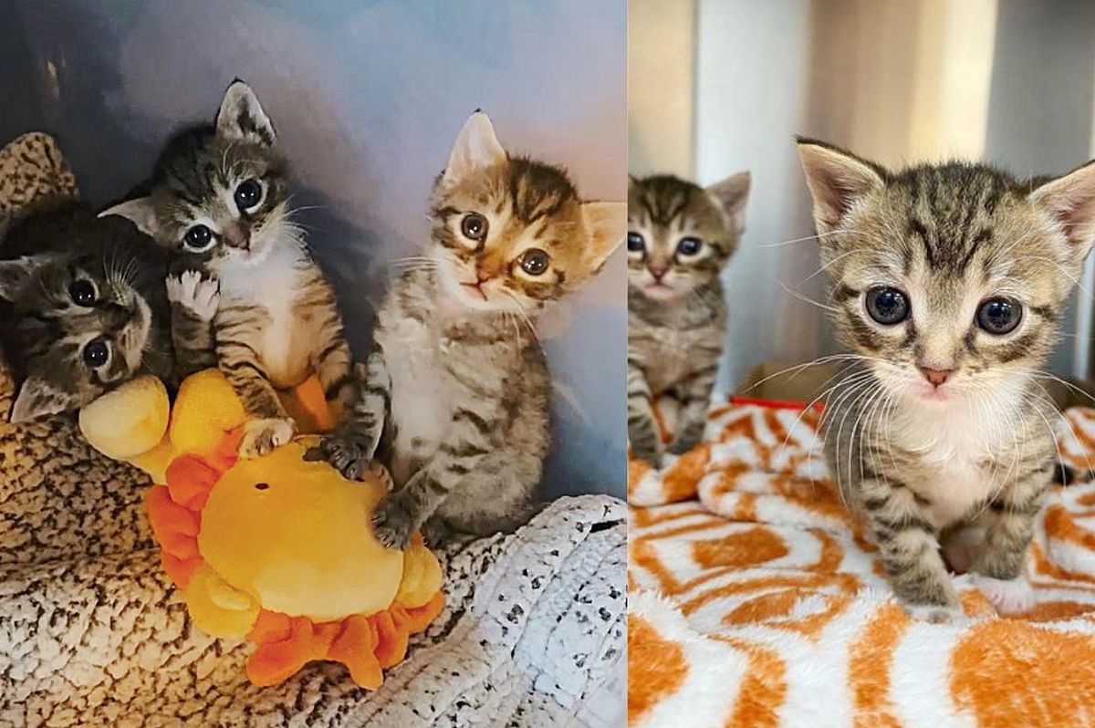 4 Kittens Found Just Days After Birth, Shower Each Other with Hugs Throughout Their Journey to Dream Homes