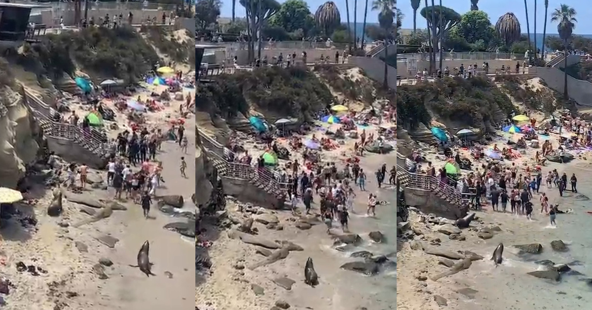 Angry Sea Lions Chase Off Frightened Beachgoers During Mating Season In Hilarious Viral Video