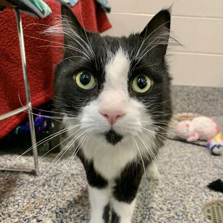 black and white cat