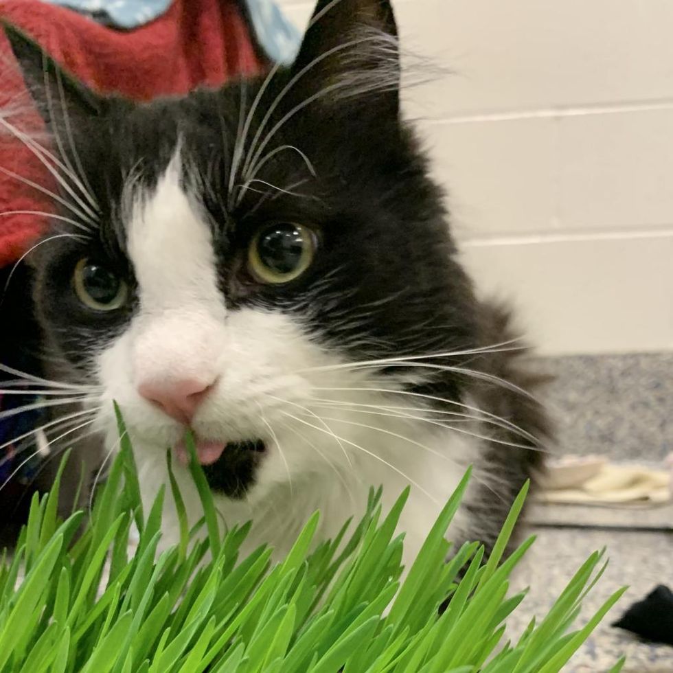 cat eats grass