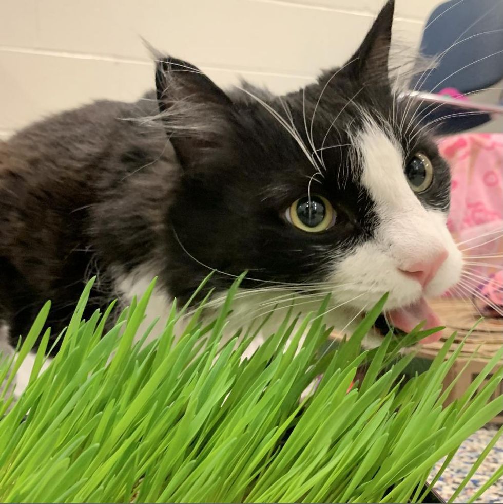 silly cat eats grass