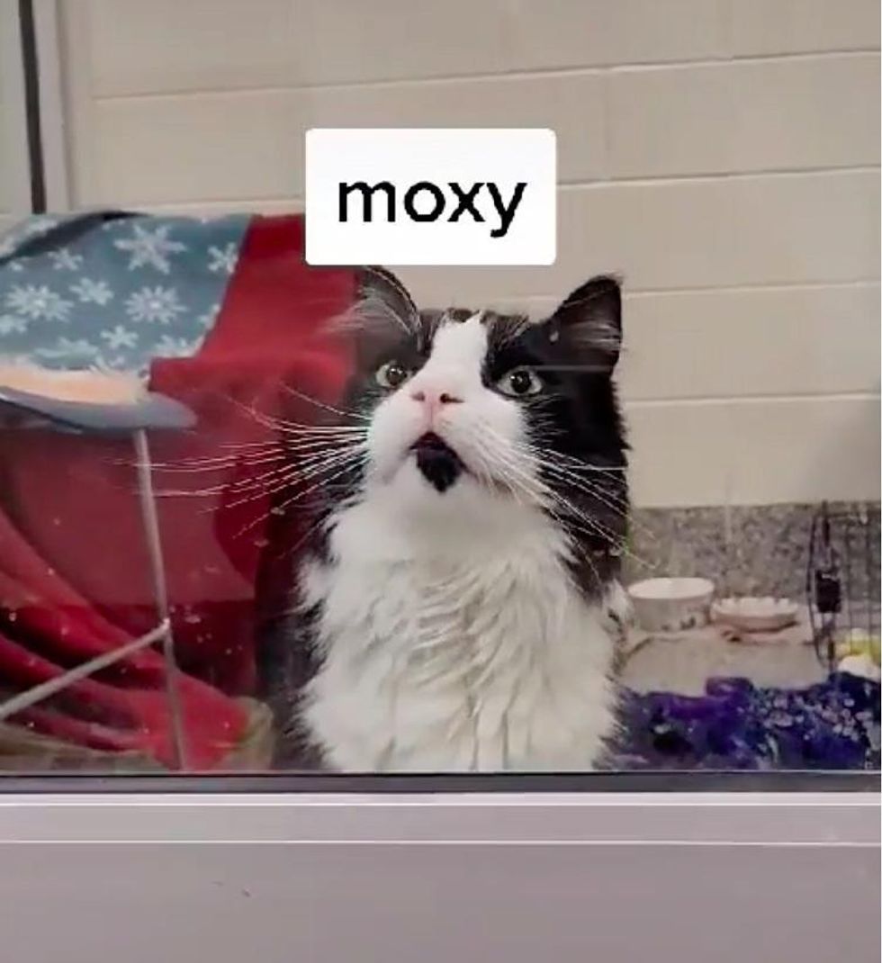 cat shelter moxy